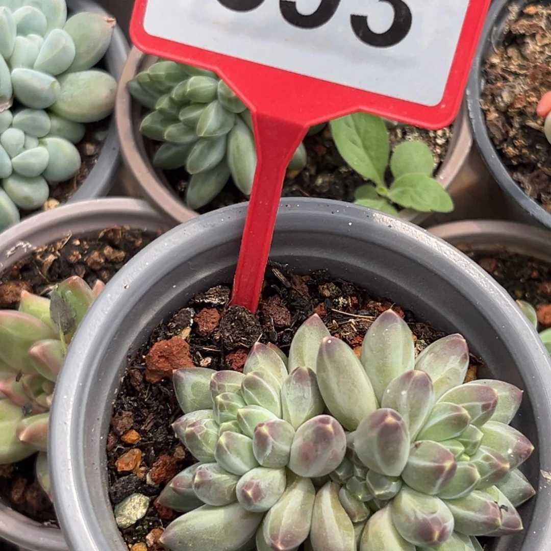 申公豹一物一拍693