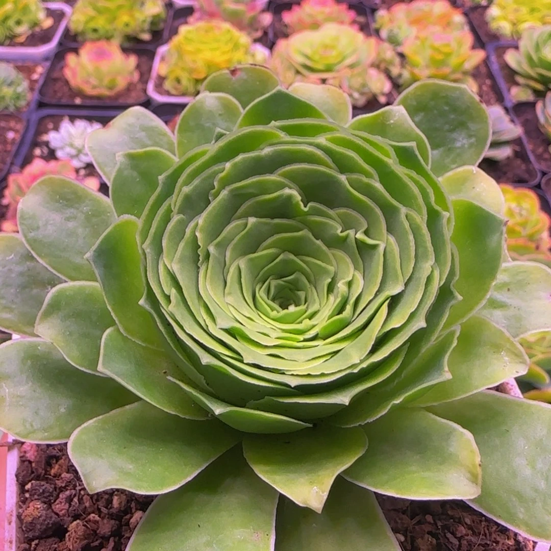 幻影玫瑰131343424646767576743