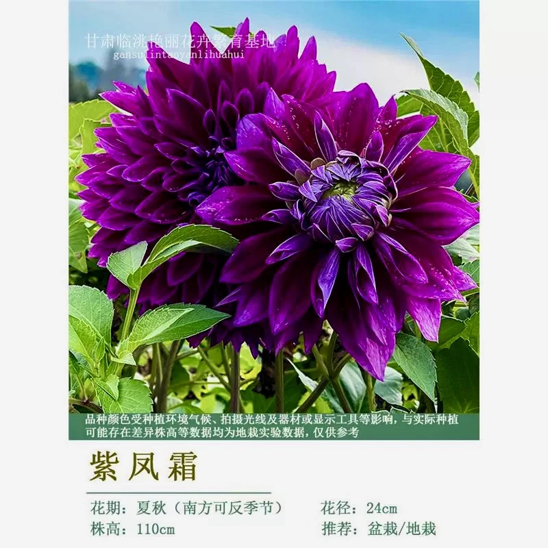 大丽花紫风车进口10粒种子ياڭيۇ گۈل ئىمپورت 10دانچە ئۇرۇقى