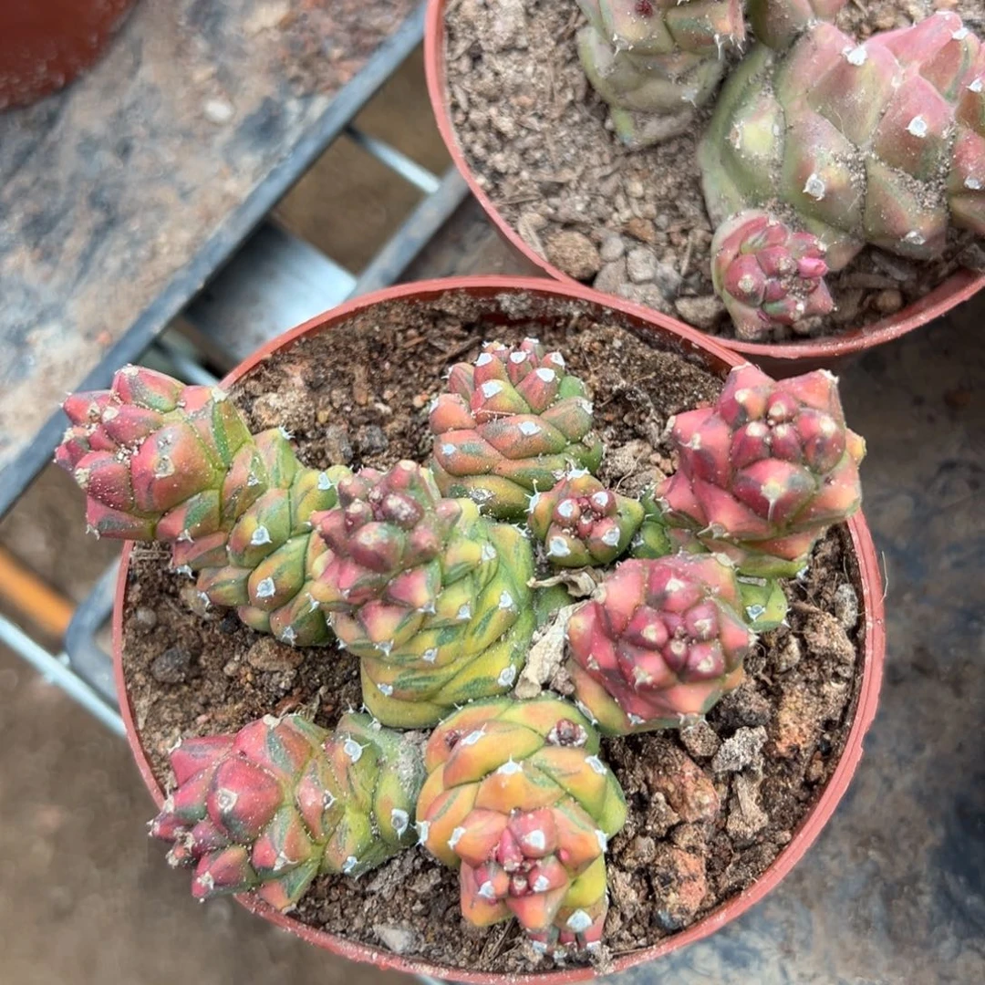 流***云零零落落 零零落落