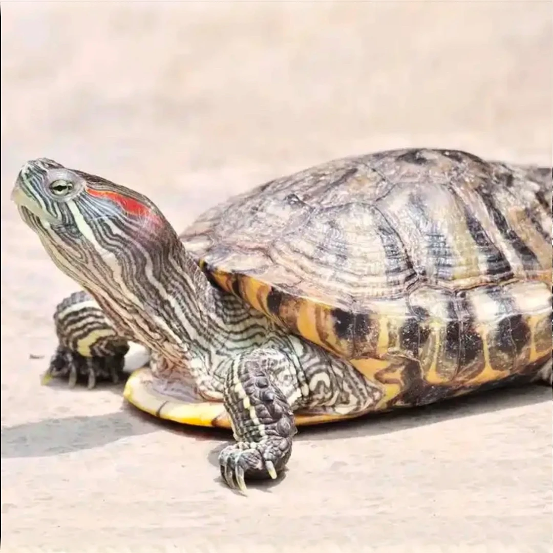 通用宠物活体连接