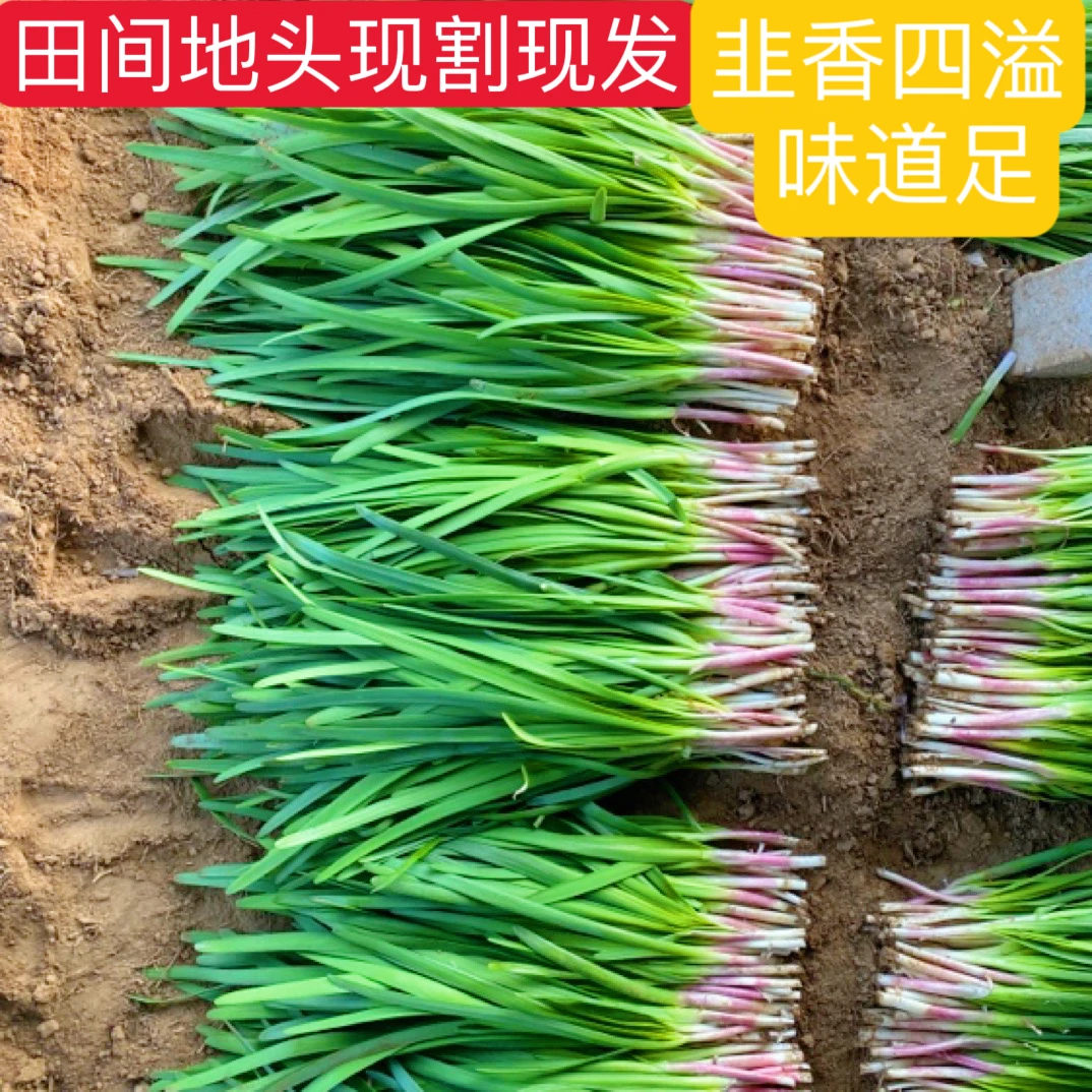 顺丰京东包邮烟台头茬紫根韭菜新鲜蔬菜鲜嫩现割现发应季韭菜2-5
