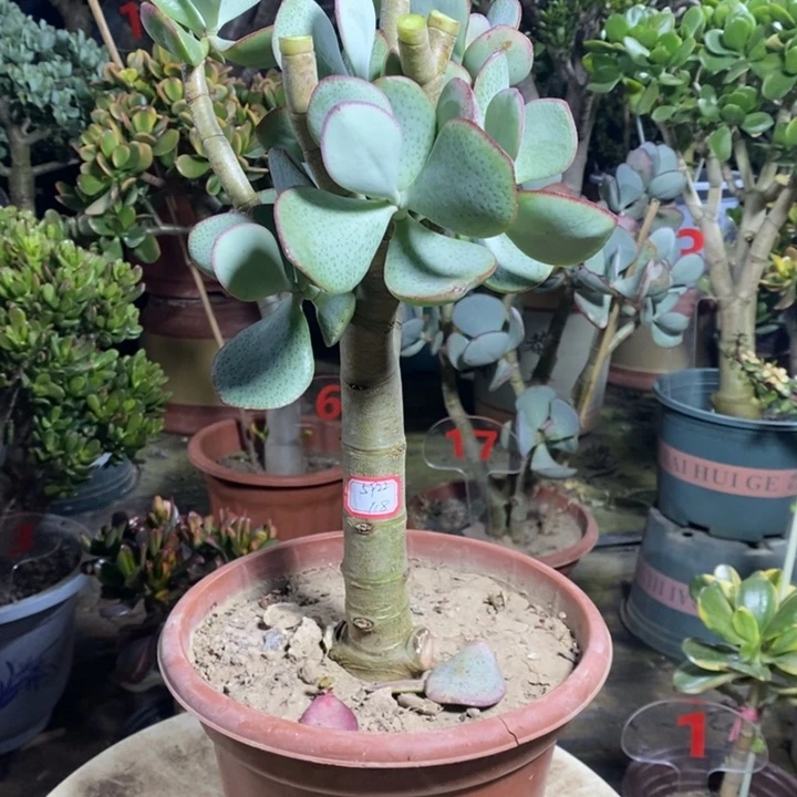 轮回花月一物一拍
