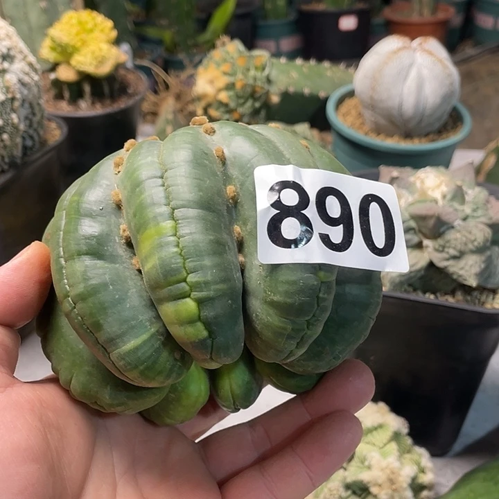 完全开放890指纹海星琉璃兜