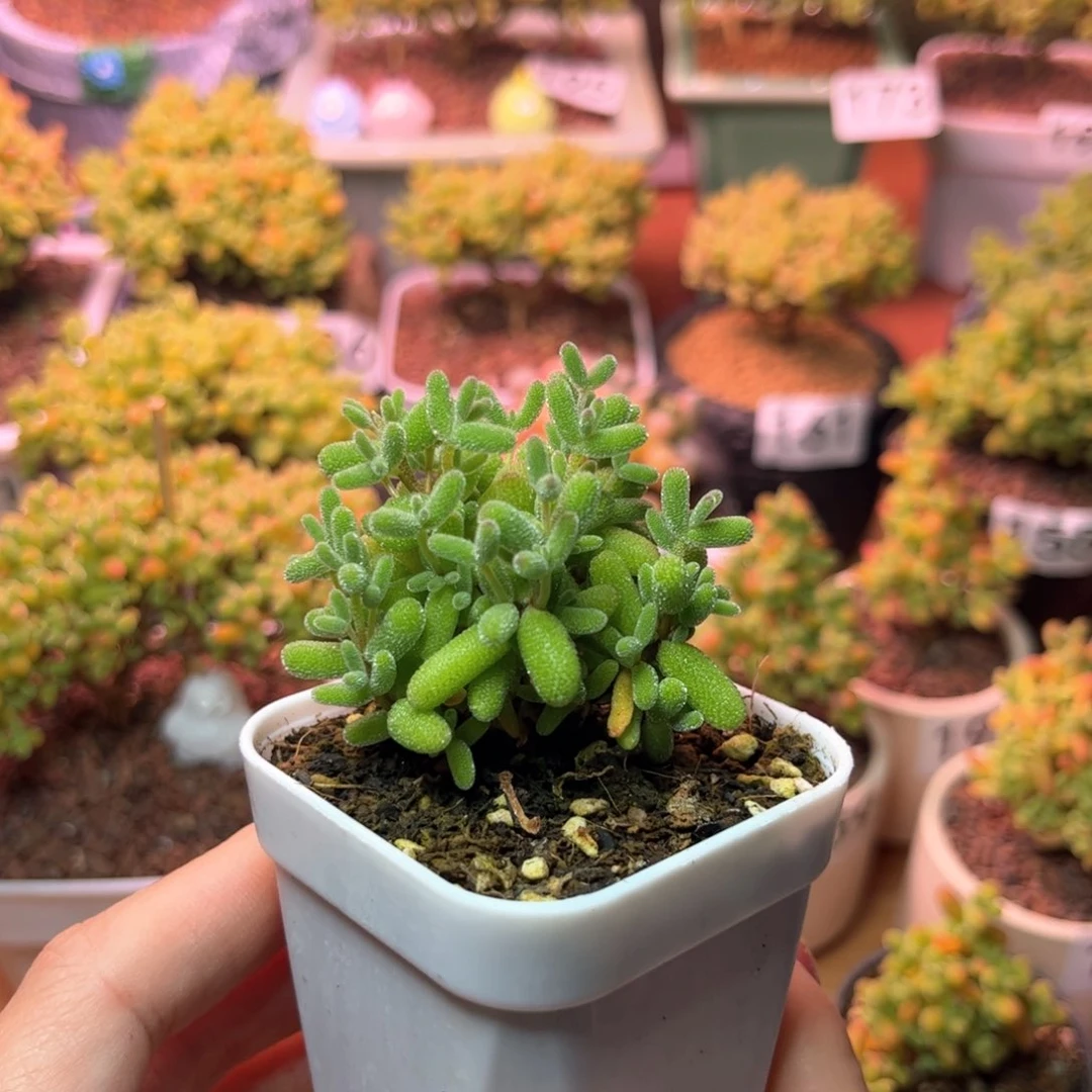 0000糖球可爱多肉植物