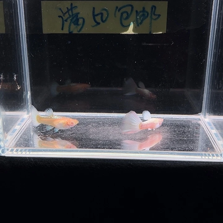 孔雀鱼白雪公主孔雀鱼