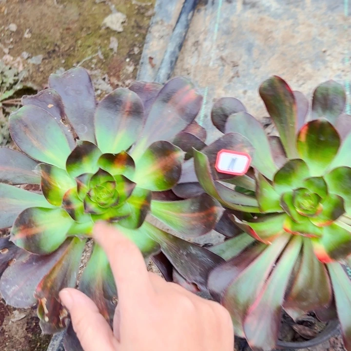 巫组合两个11法师多肉