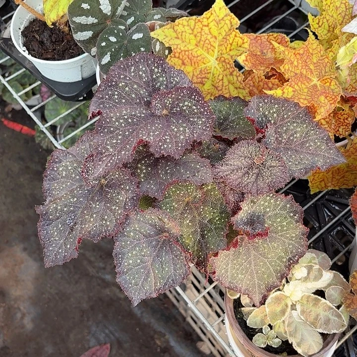 完全开放伊娃秋海棠