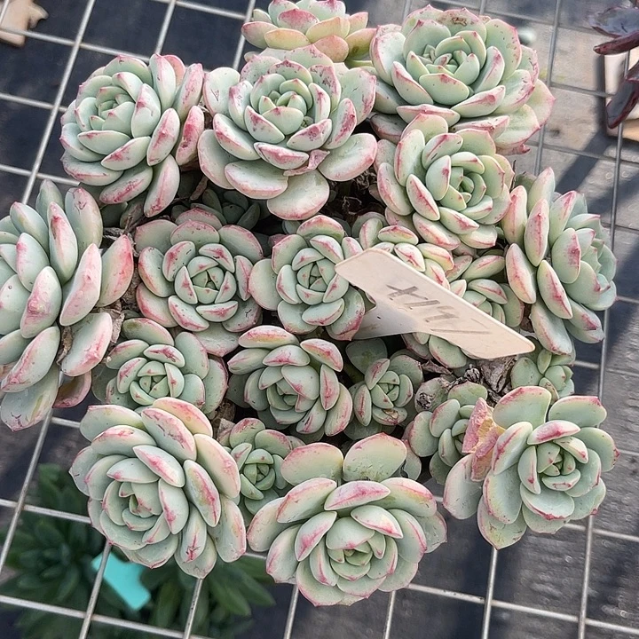 两单包邮，一物一拍197香草