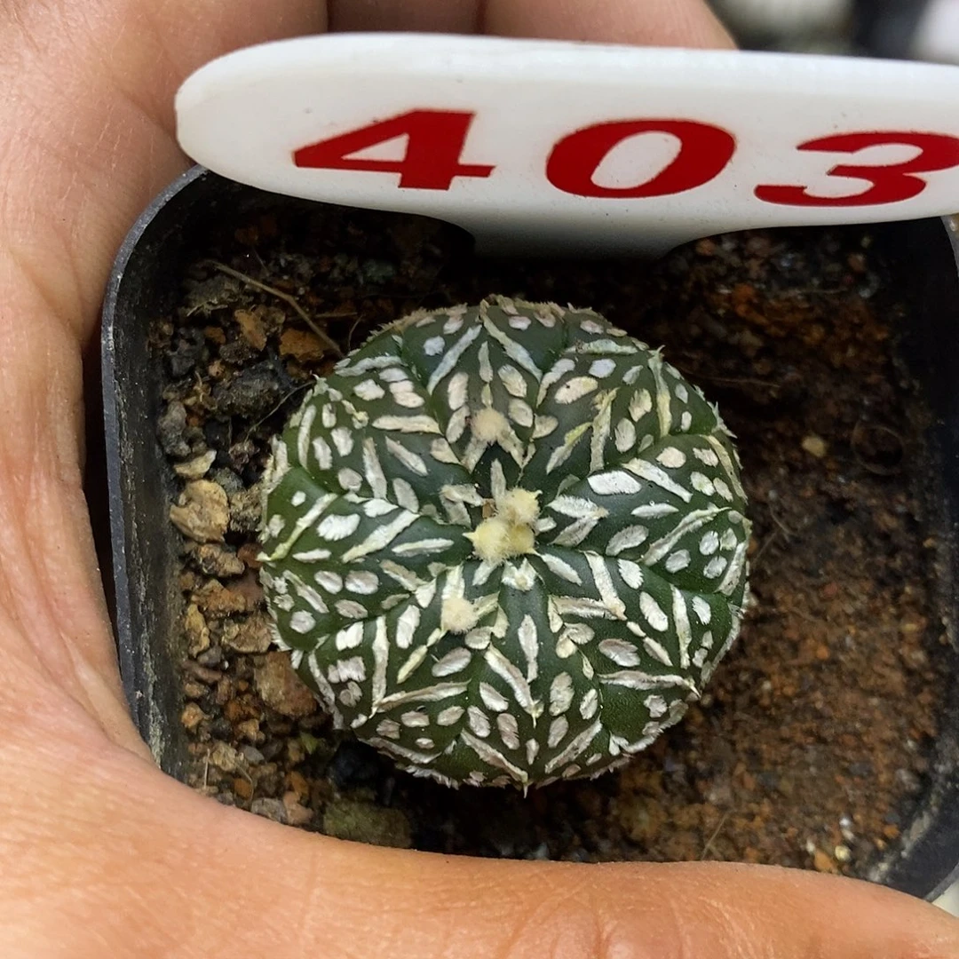 403福利特价来了哦亲