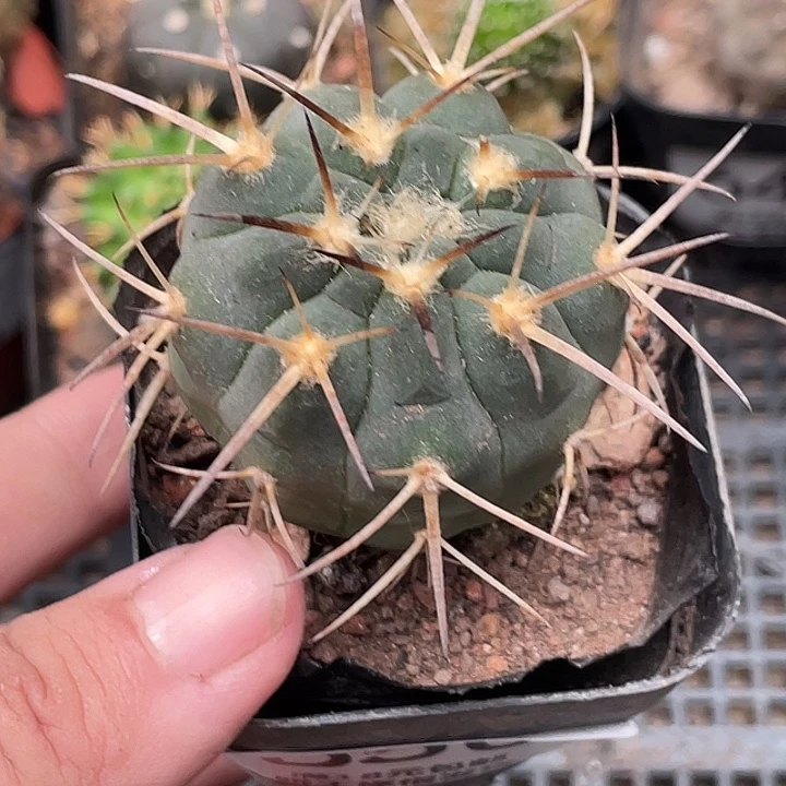 650光淋仙人球植物