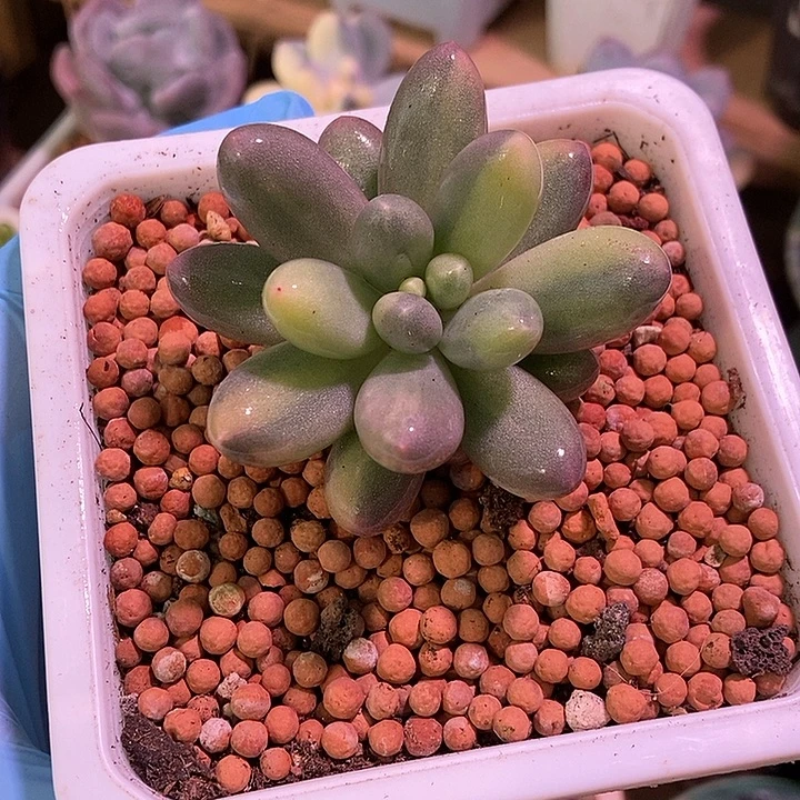 亮***_汤圆锦多肉植物多肉