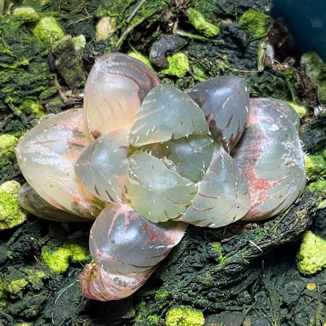 恭喜发财大吉大利0008