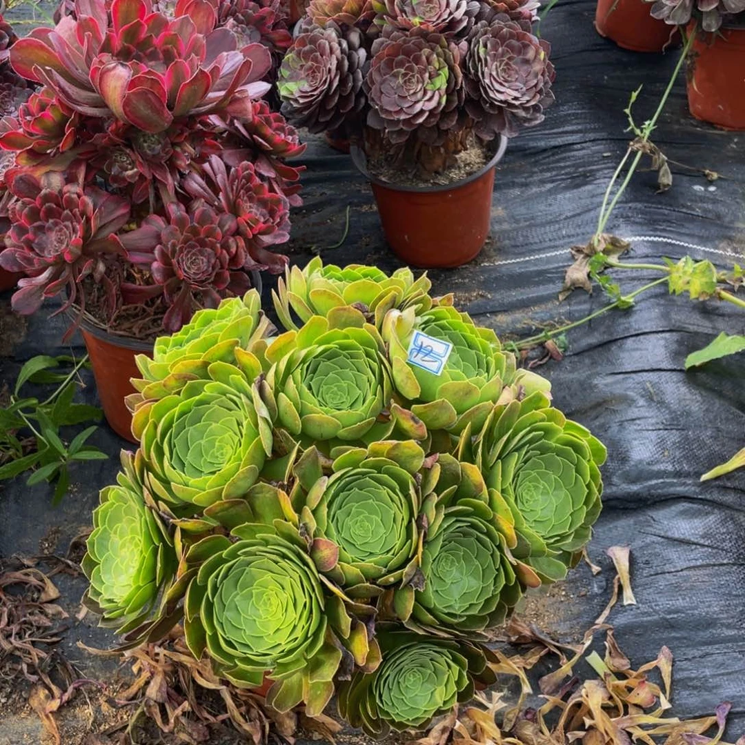 12鲜花老桩绿体鲜花