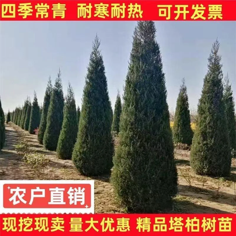 四季常青塔柏塔松树苗蜀桧墓地松清明松绿化苗清明节扫墓塔柏盆栽
