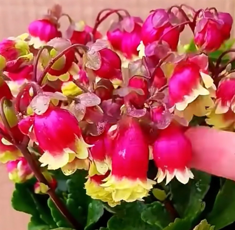 长寿花·宫灯，120盆