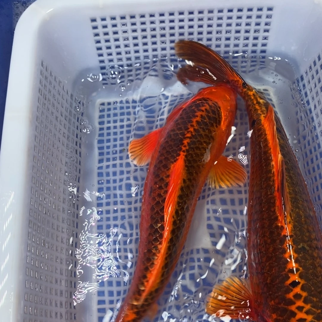 锦鲤冷水锦鲤包邮