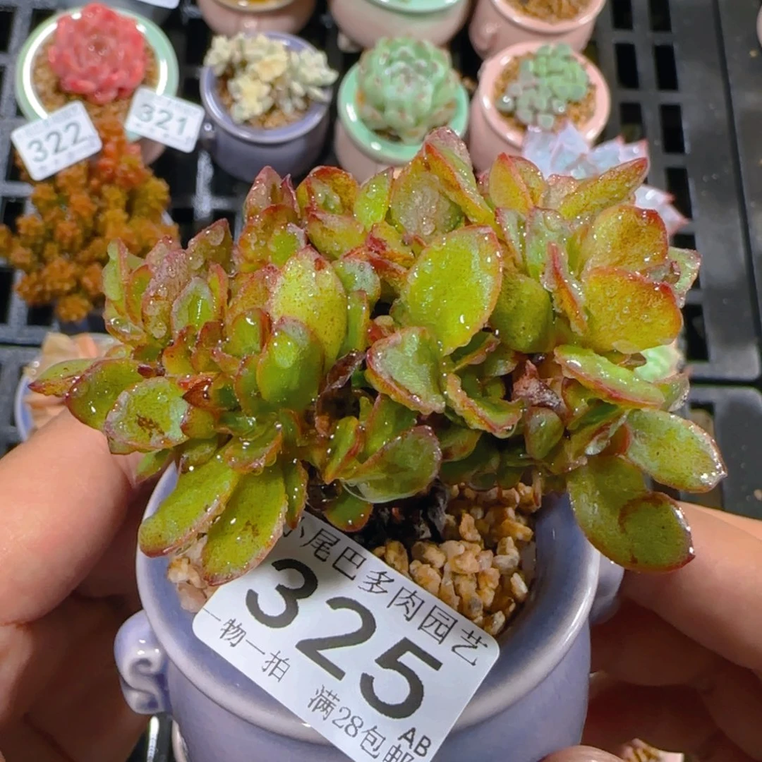 AB小尾巴5CM迷你拇指盆栽精控多肉325