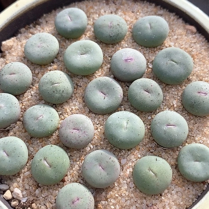 大型小红嘴  一颗