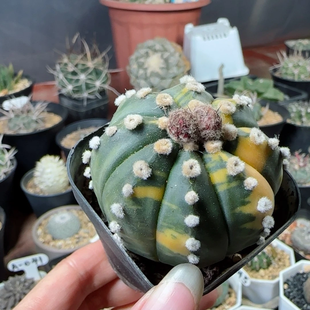 三**幸A176实生龙眼兜锦多肉