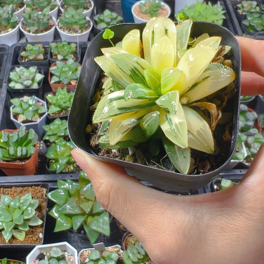 完美姬寿锦多肉多肉