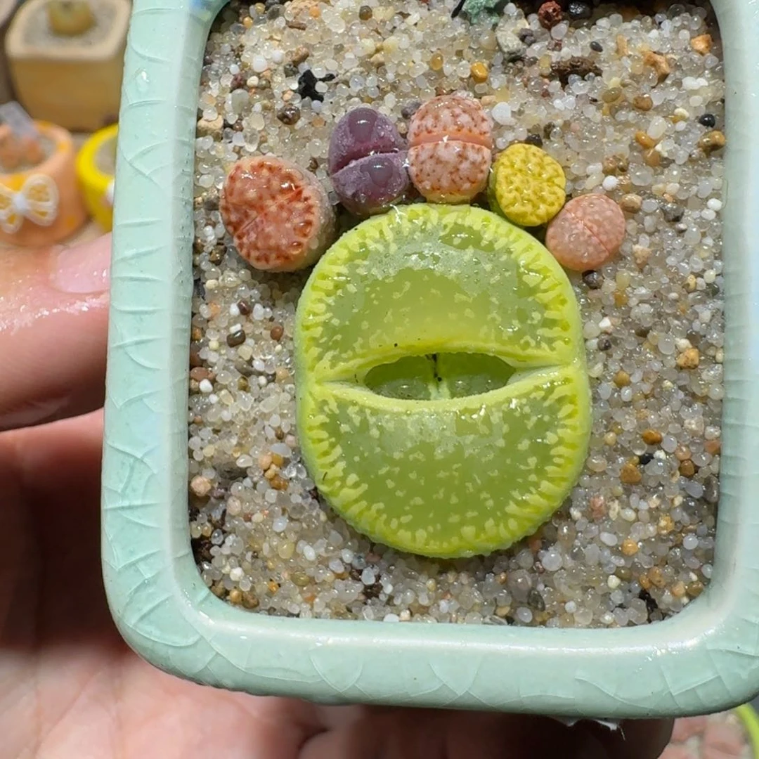 红陶蘑菇989彩拼