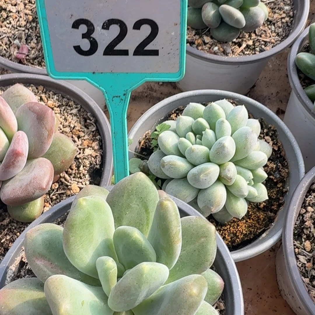 多肉植物漂亮单头322