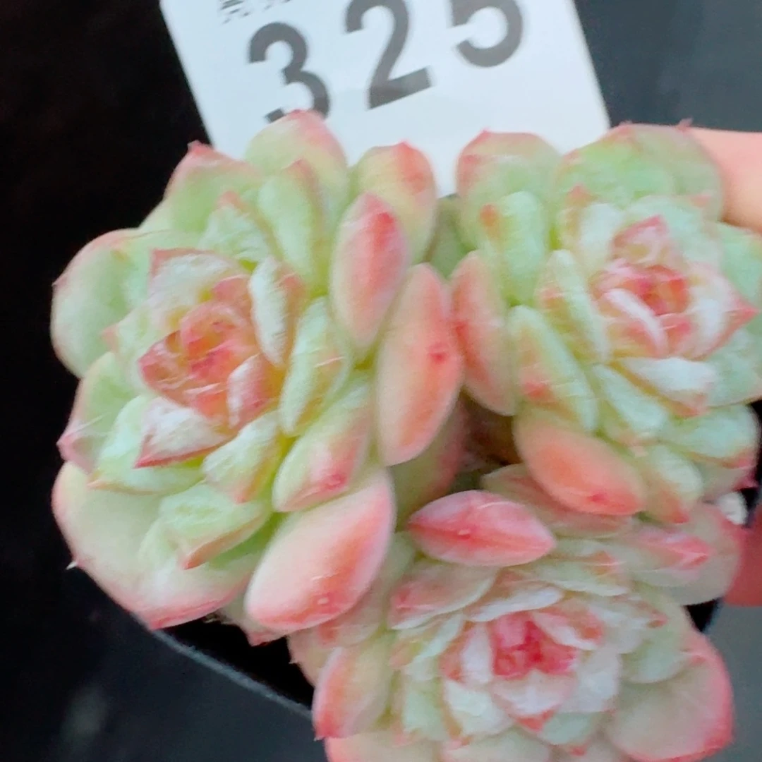 冰雪公主            精美多肉植物