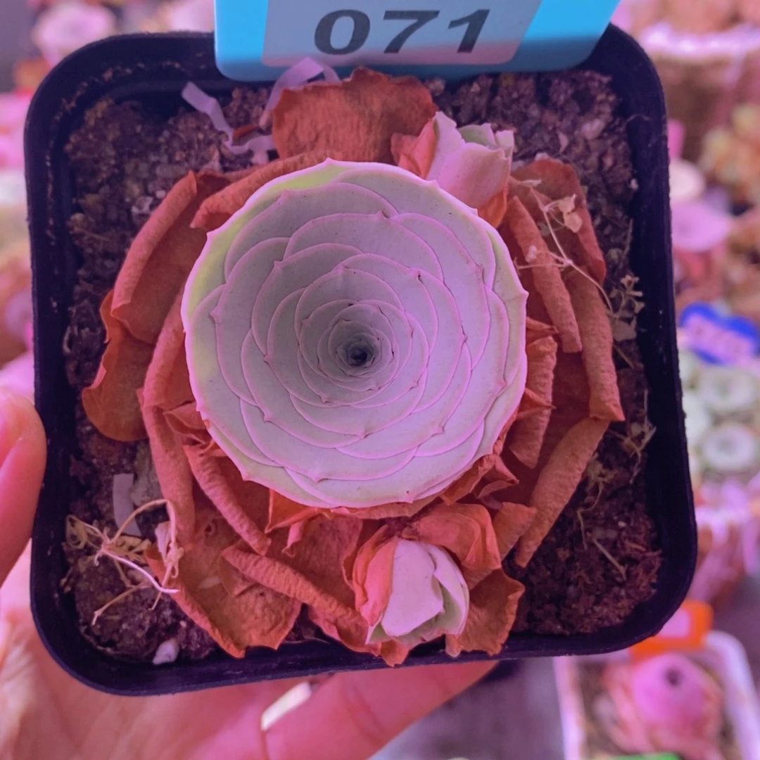 071雪霁 山地玫瑰一物一拍