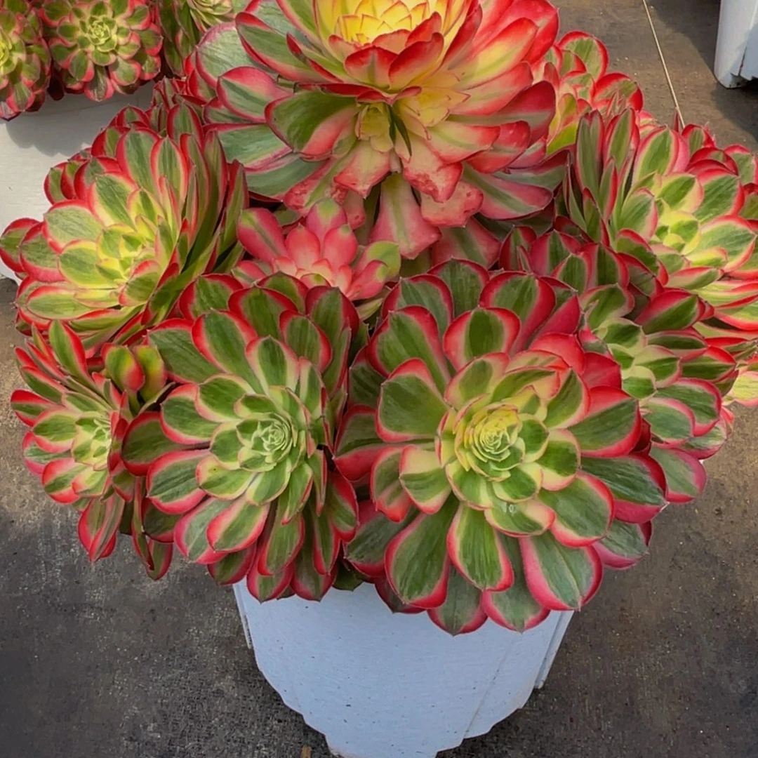 【孔雀翎】群生多肉植物万圣节变异老桩大手捧