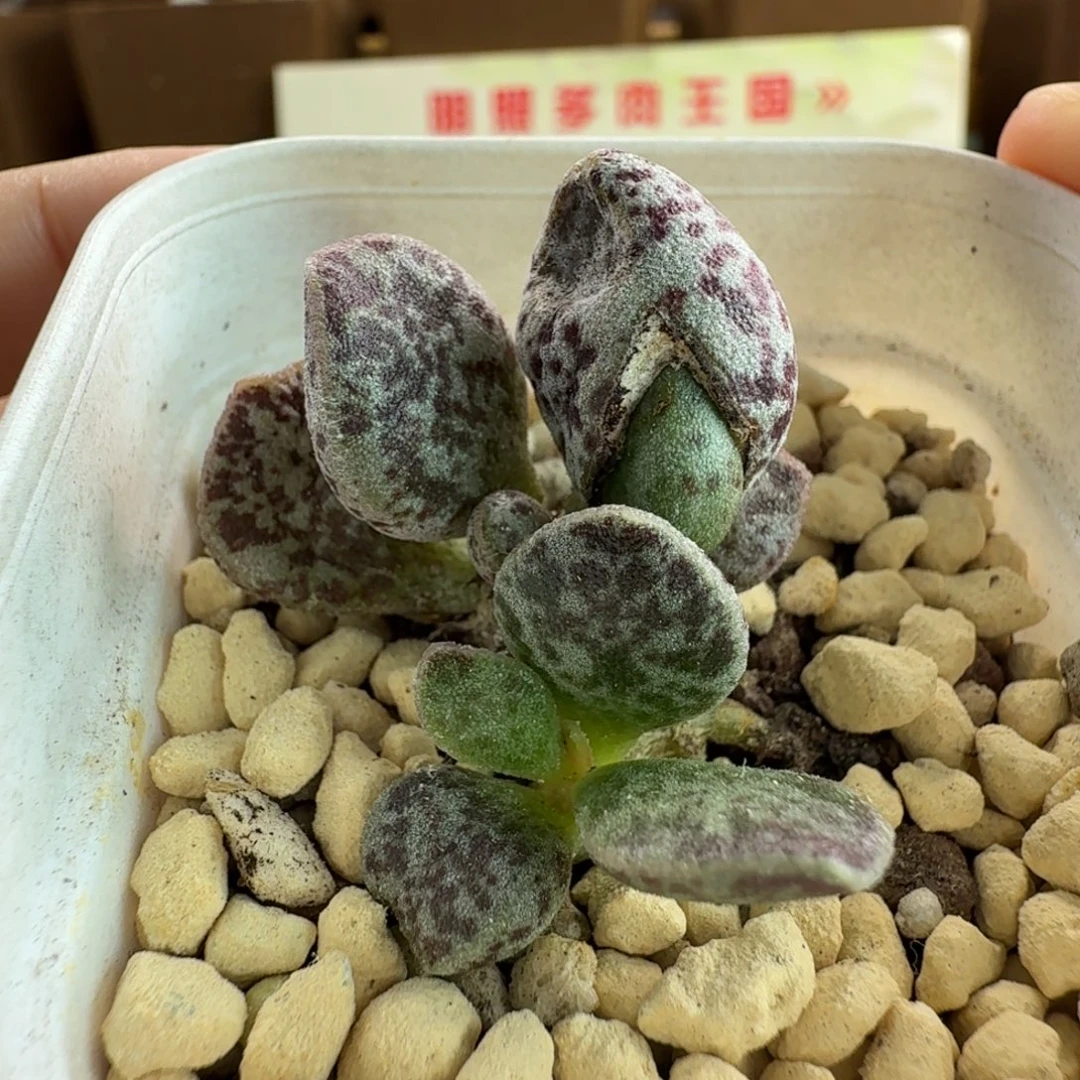 圣诞糖果水泡多肉