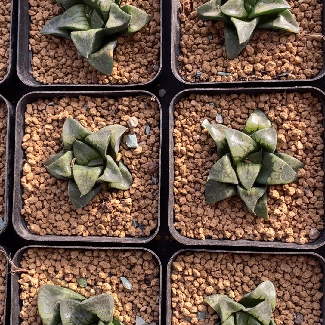 一颗实生假面 高货