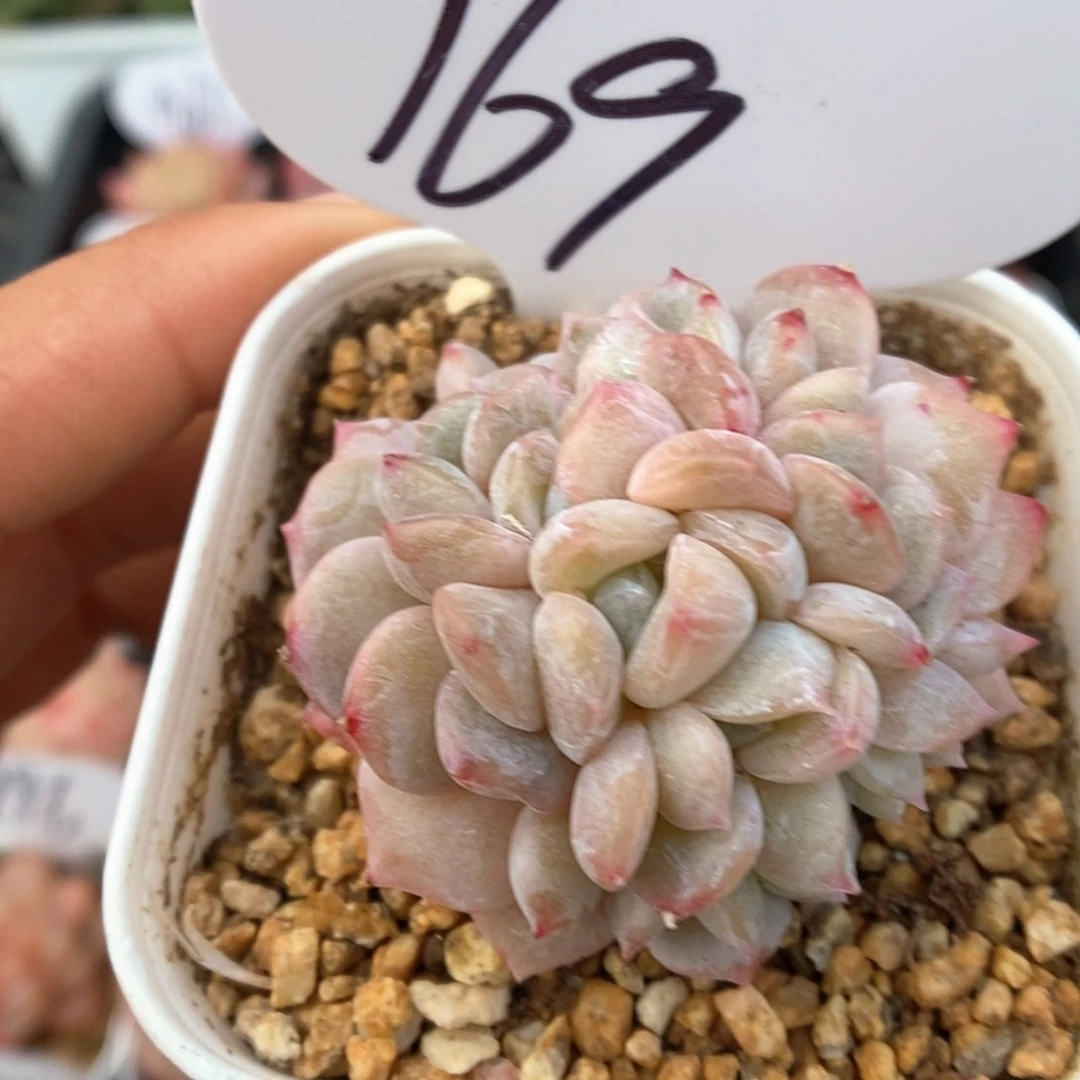 珍妮缀化可拍969号。