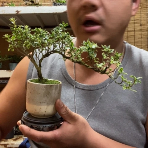 红陶一物一拍所见即所得165