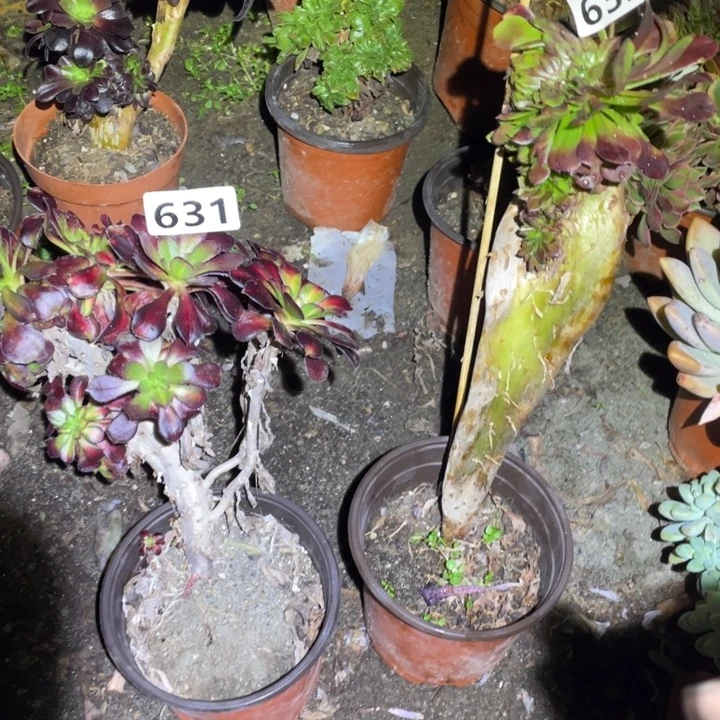 我631晚霞632铜壶2颗小缀