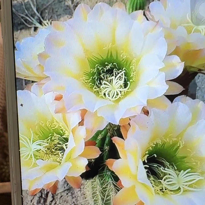 六月五侧芽5公分左右毛花柱