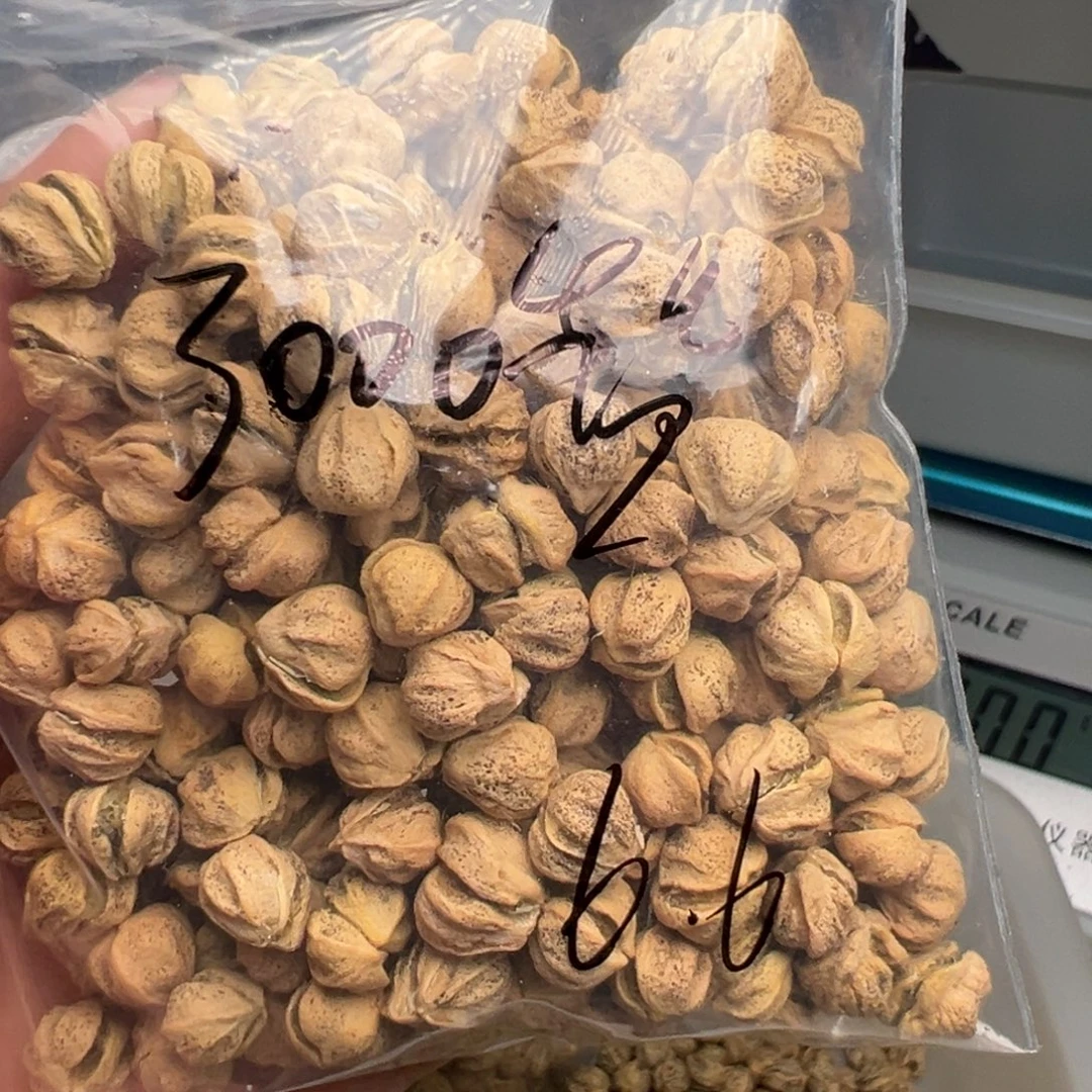 吊坠柏香籽/百香籽