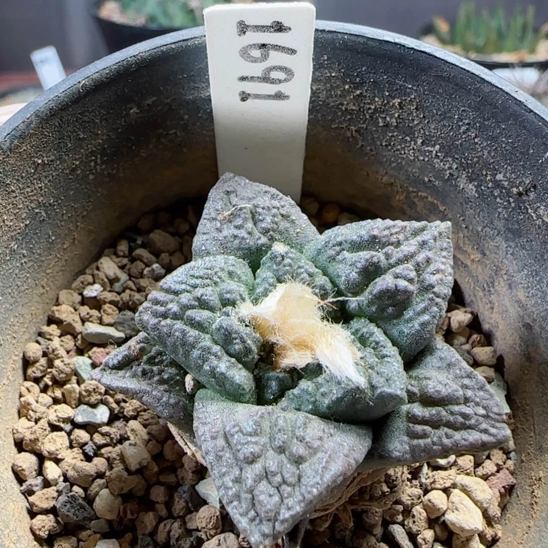 实生辛顿草球多肉