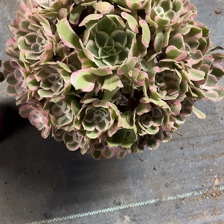 多肉植物男神锦……