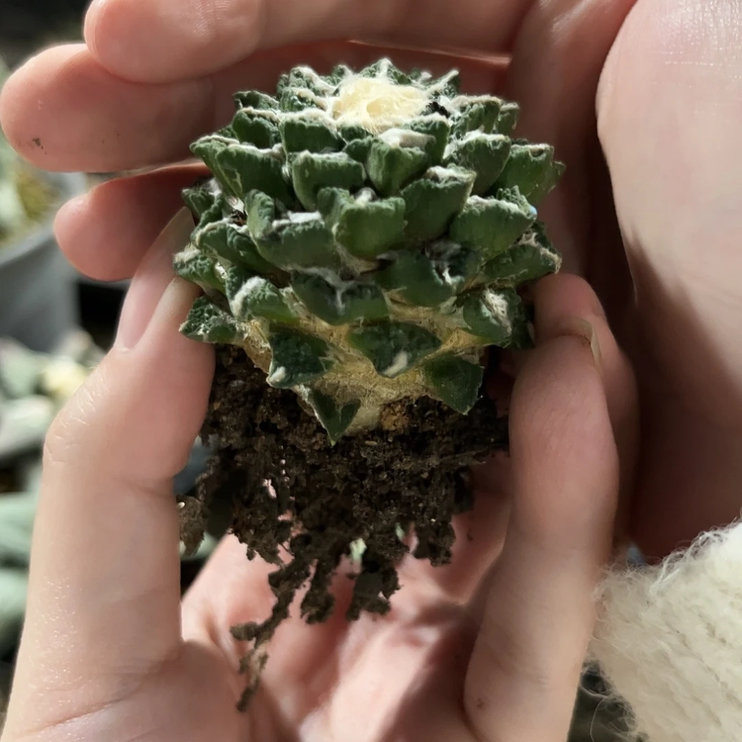 19号5cm自根翘尤黑牡丹萝卜