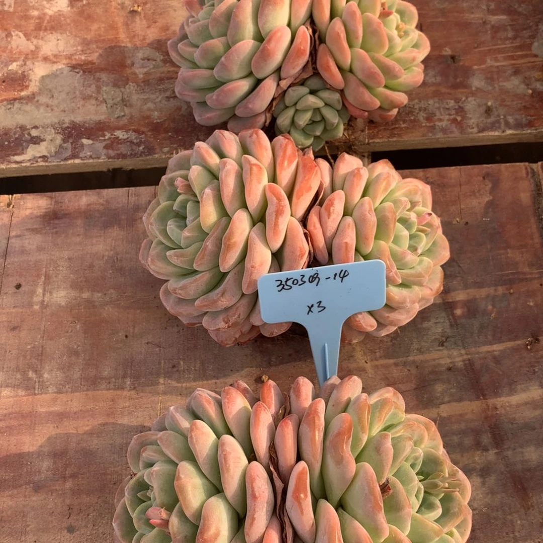 ?***?350309-14冰玉3