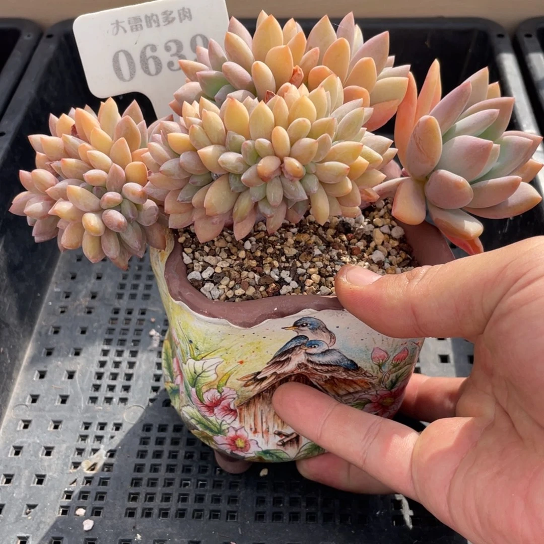 0639奥普琳娜缀不带盆17厘米