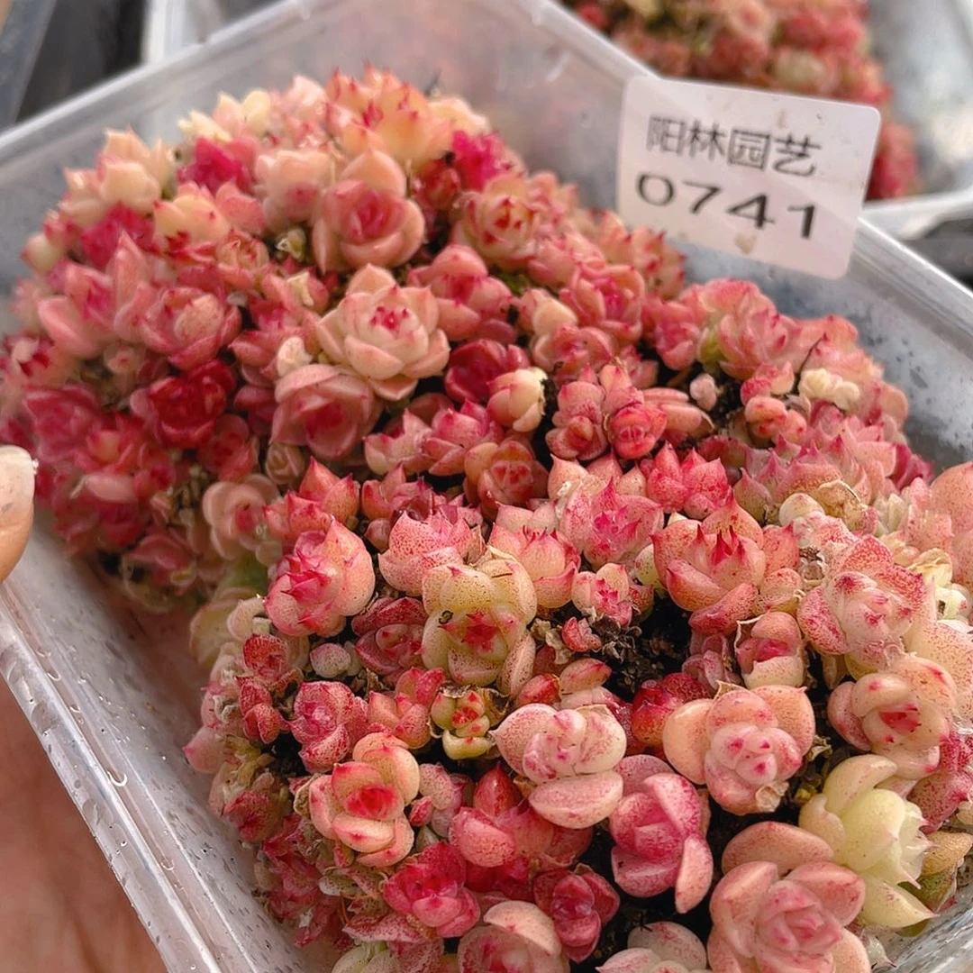 多肉植物多肉植物741