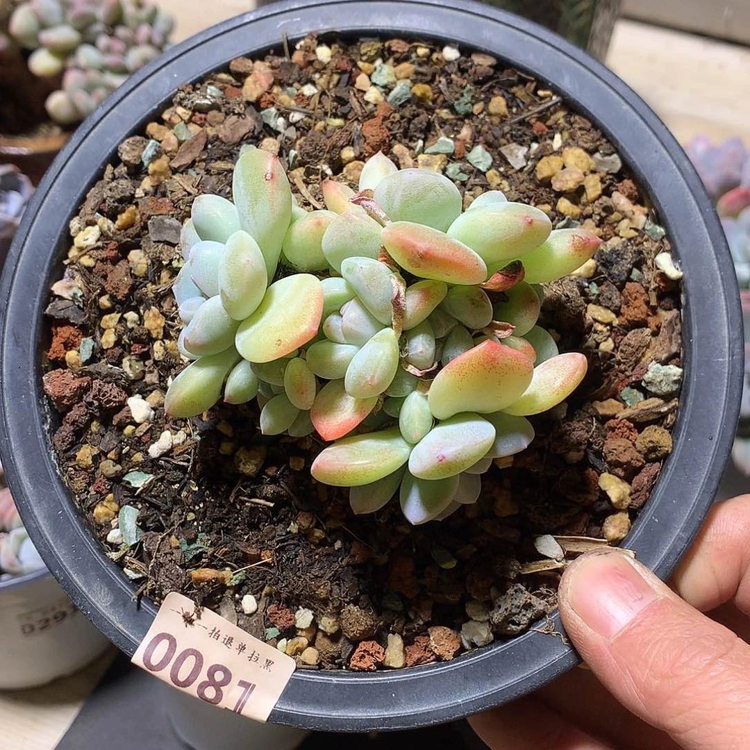 0081冰玉多肉一棵8厘米