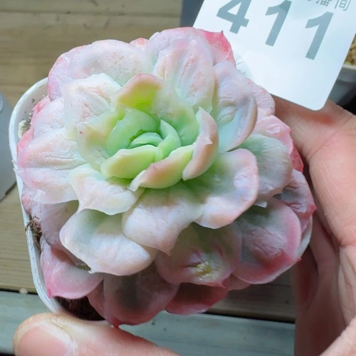 泡泡纱裙         精控精养多肉植物