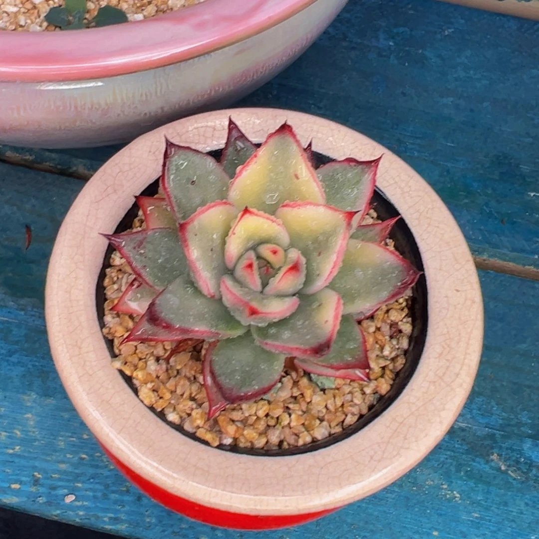 多肉一物一拍0704-200