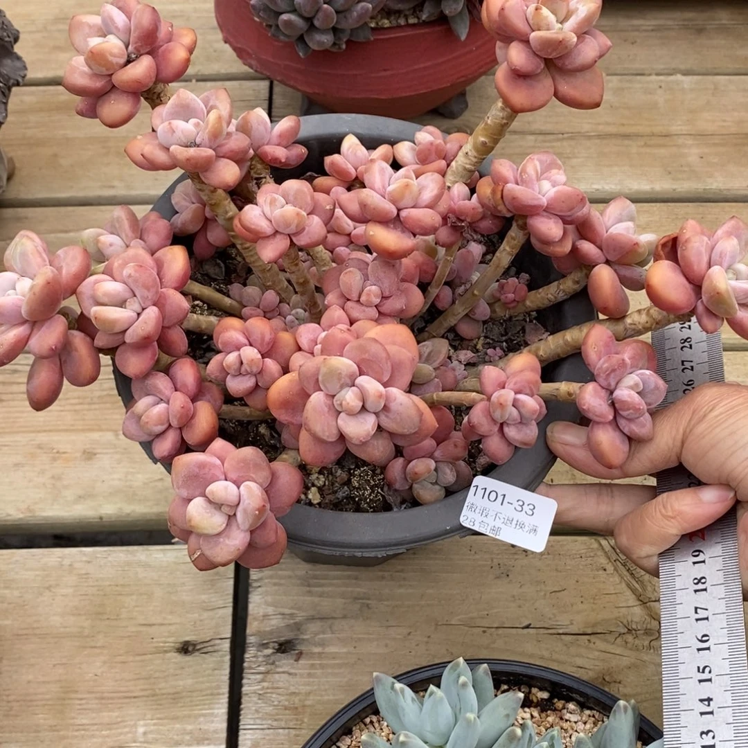 33号多肉大群漂亮