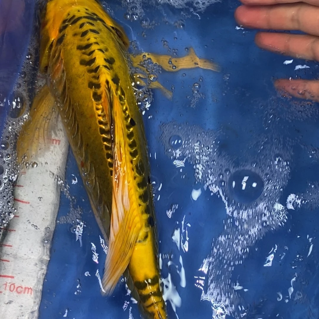 锦鲤冷水锦鲤包邮