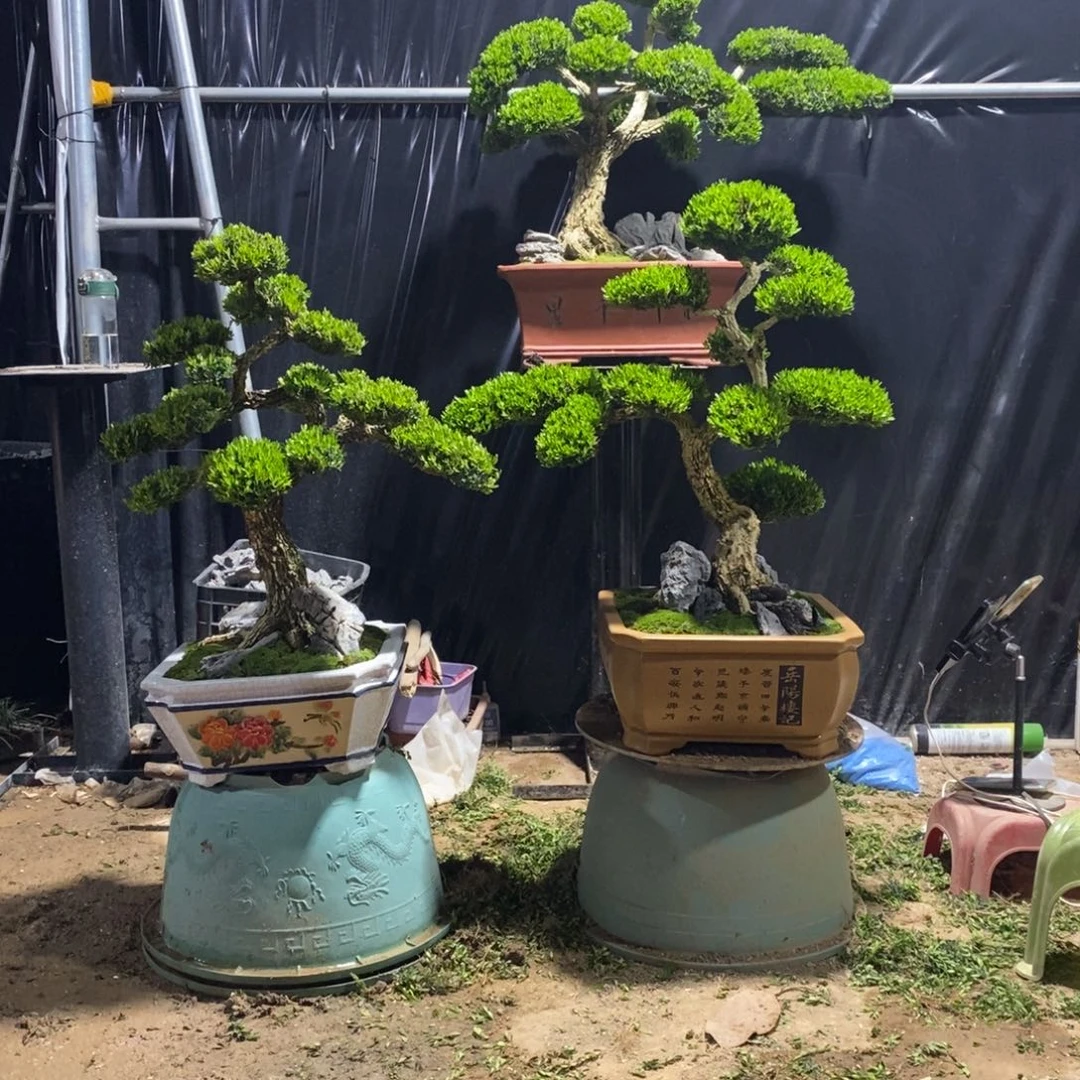 无花朵用****5黄杨盆景雀舌软枝