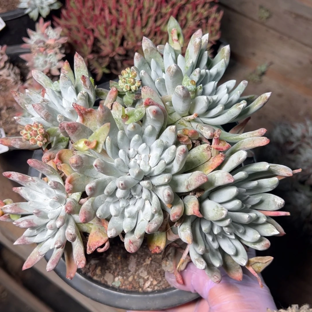 1429拇指杂哈哈哈哈哈哈哈哈